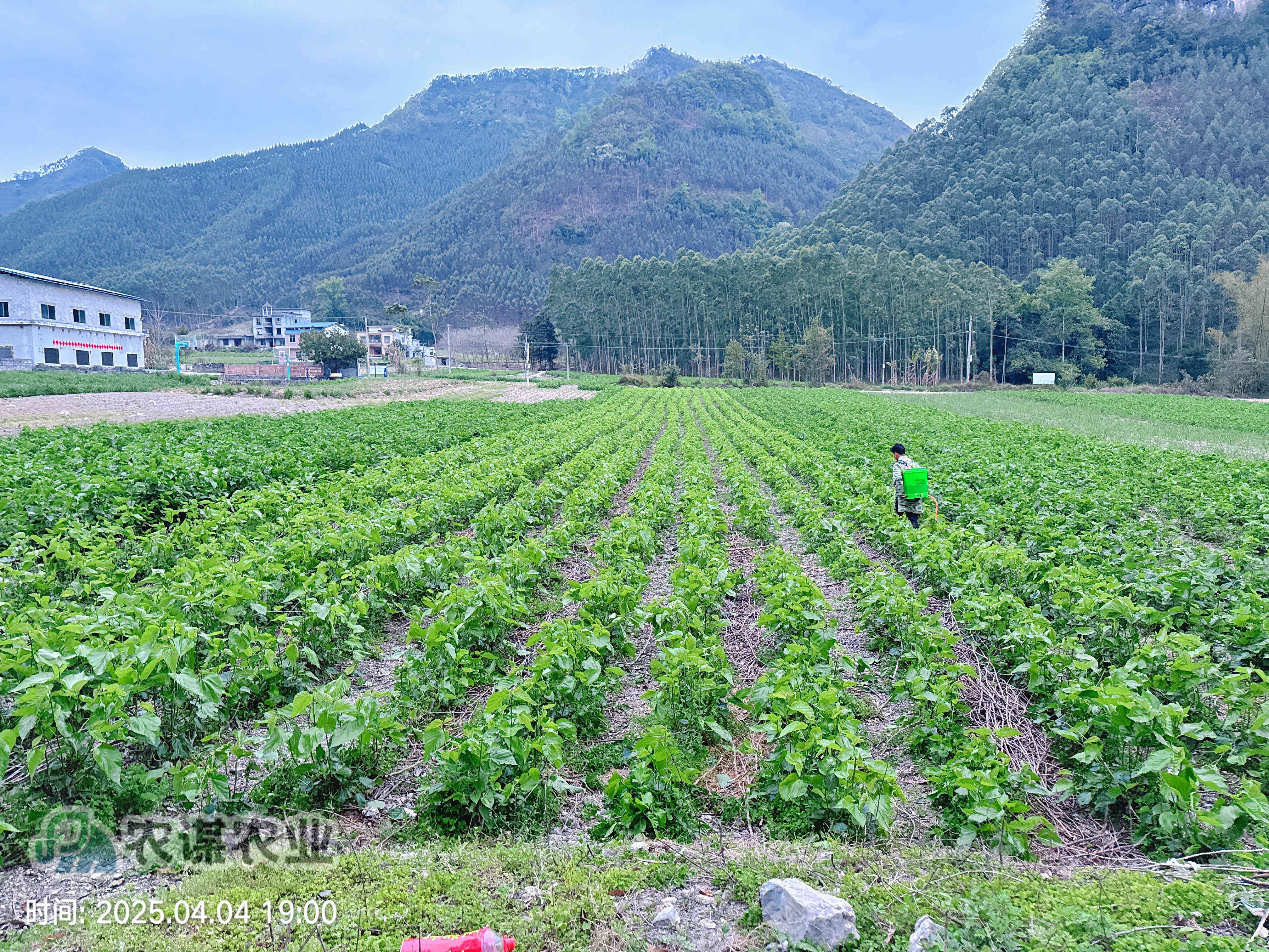 清明探桑园：农谋农业的春日新篇