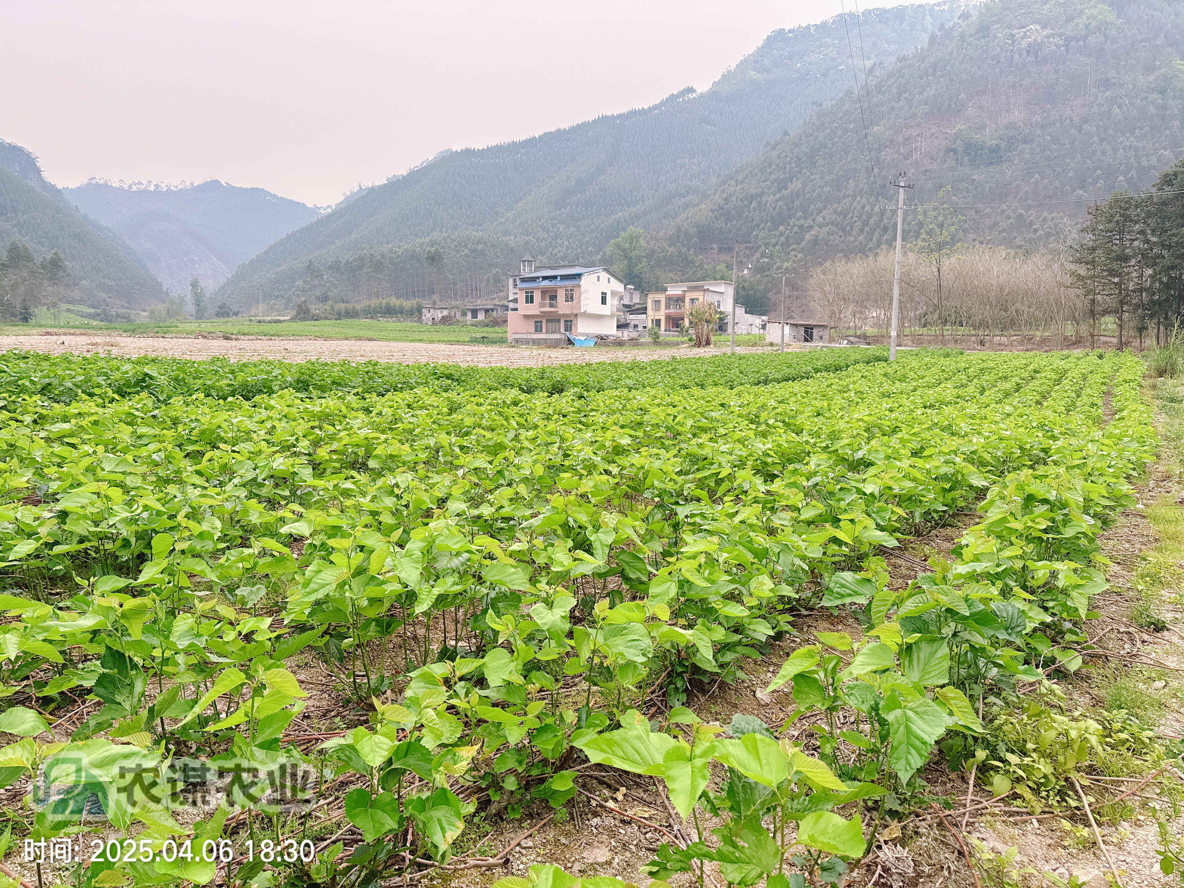 清明探桑园：农谋农业的春日新篇