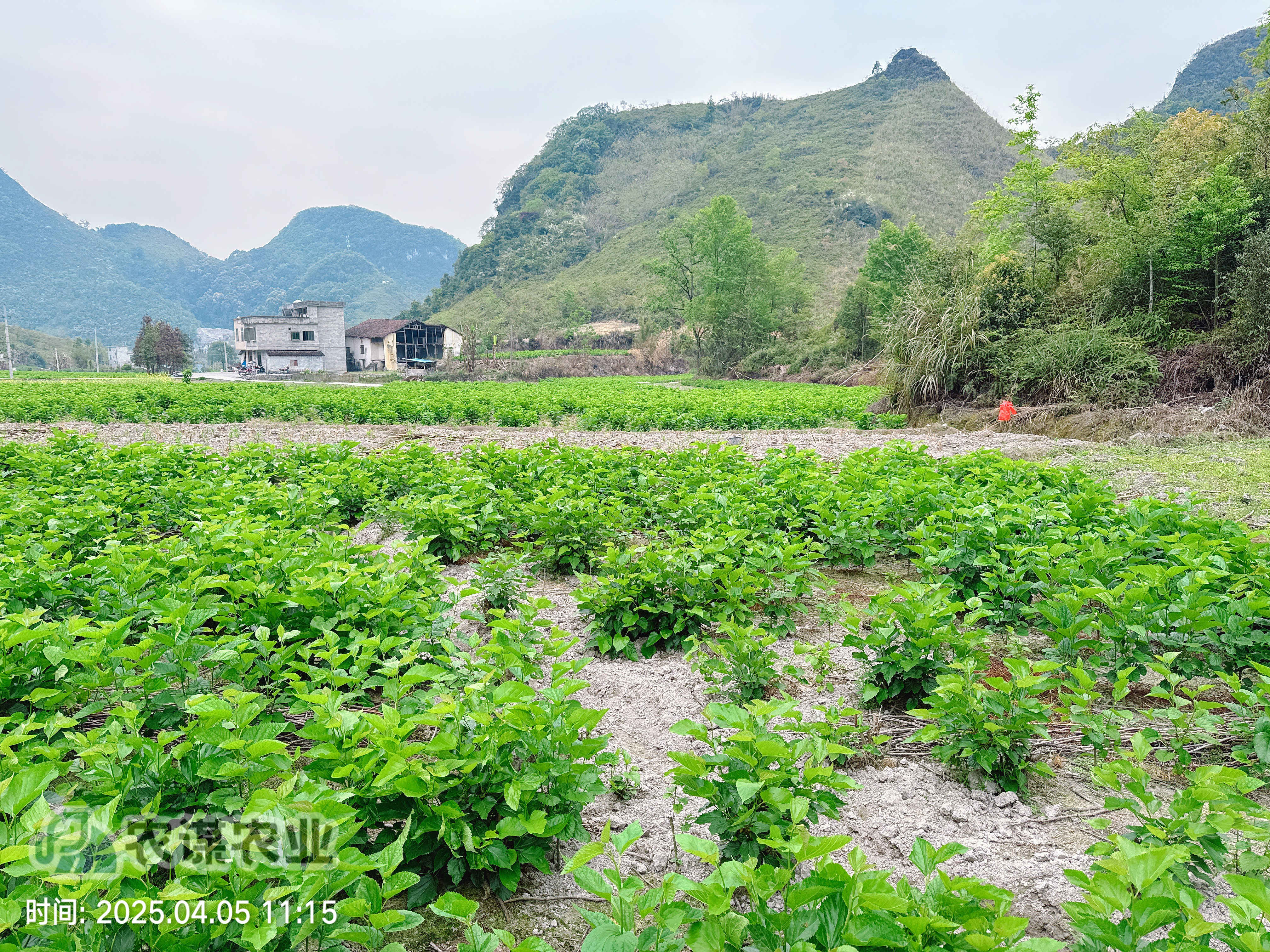 清明探桑园：农谋农业的春日新篇