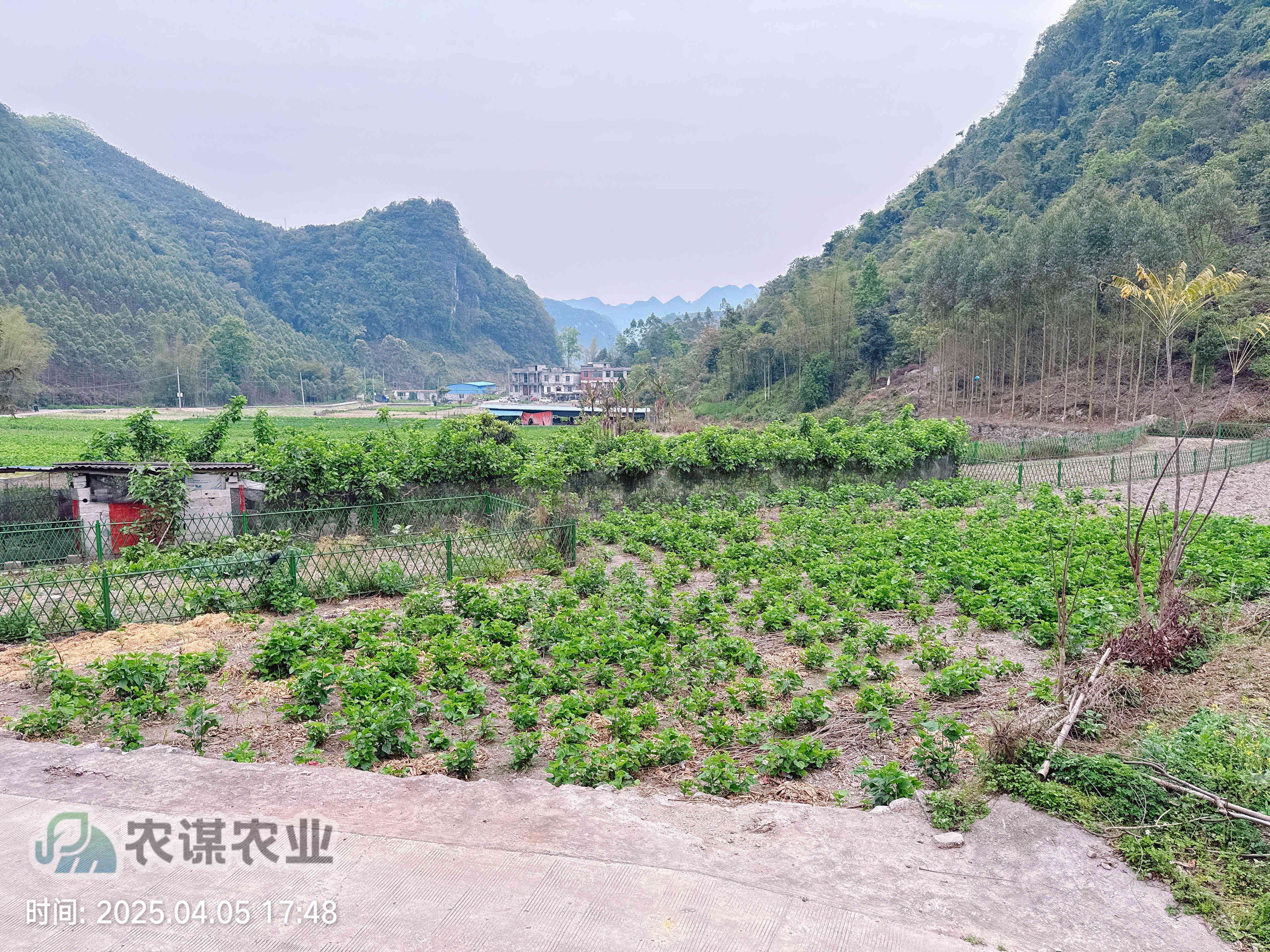 清明探桑园：农谋农业的春日新篇