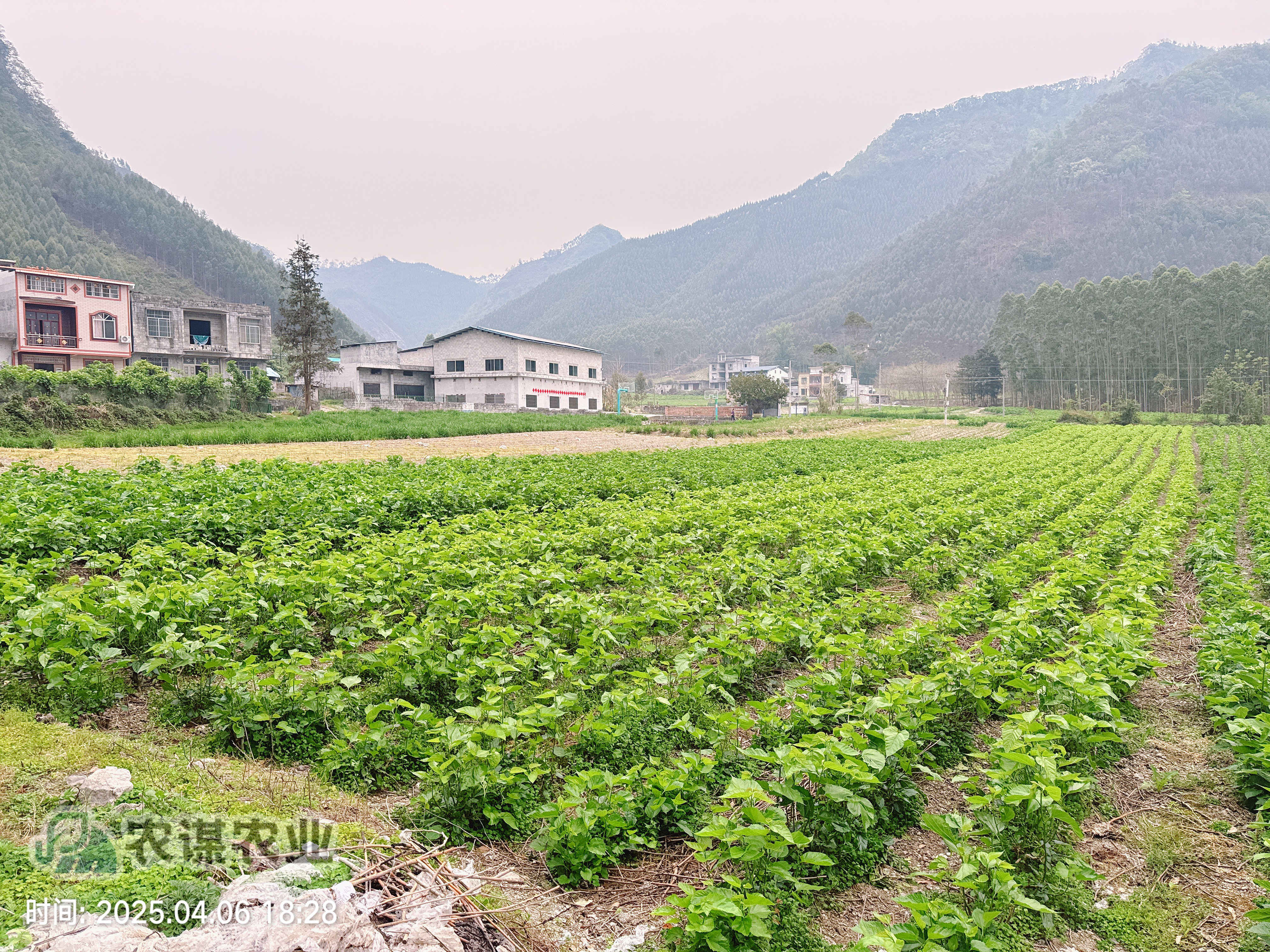 清明探桑园：农谋农业的春日新篇