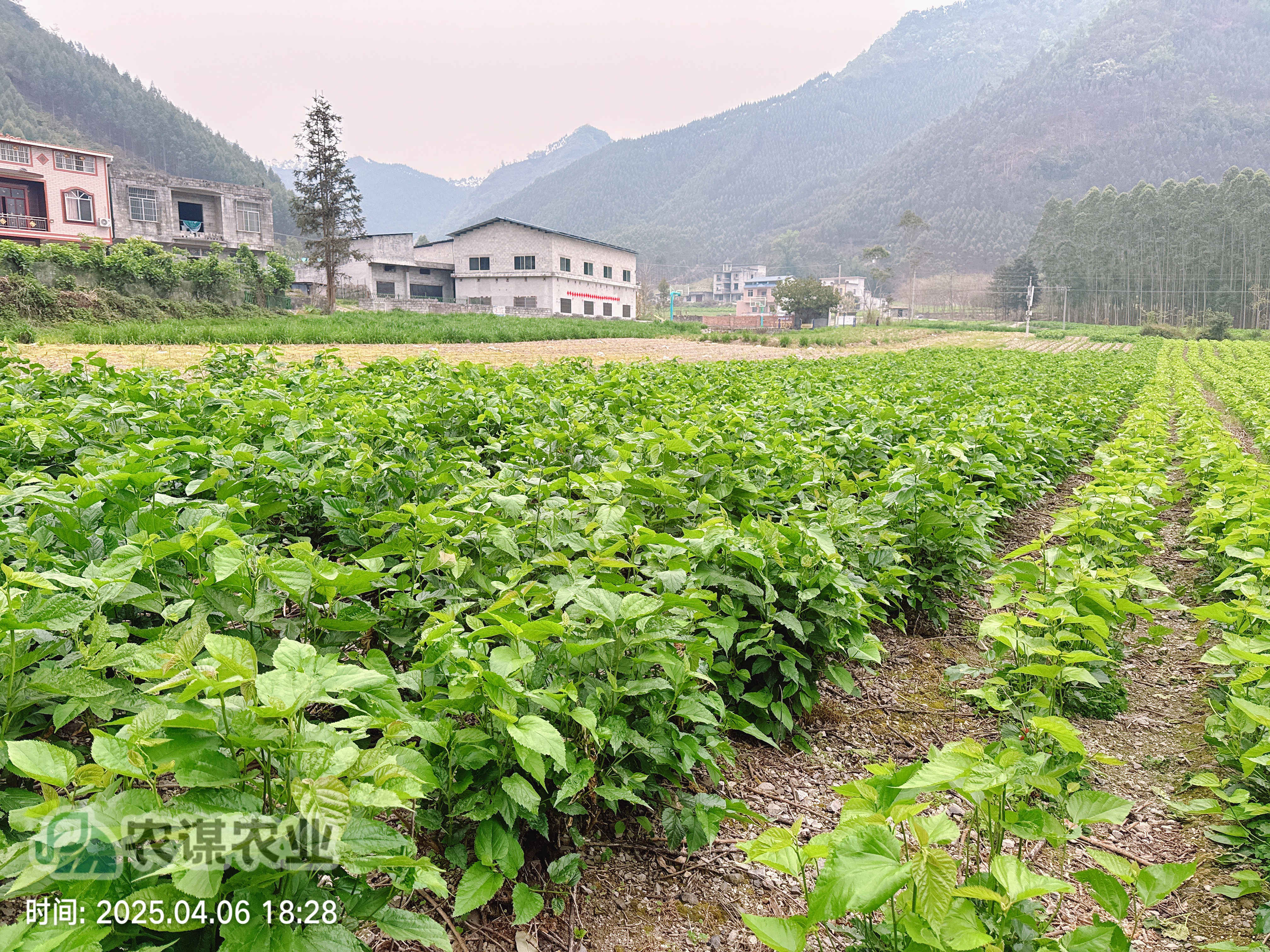 清明探桑园：农谋农业的春日新篇