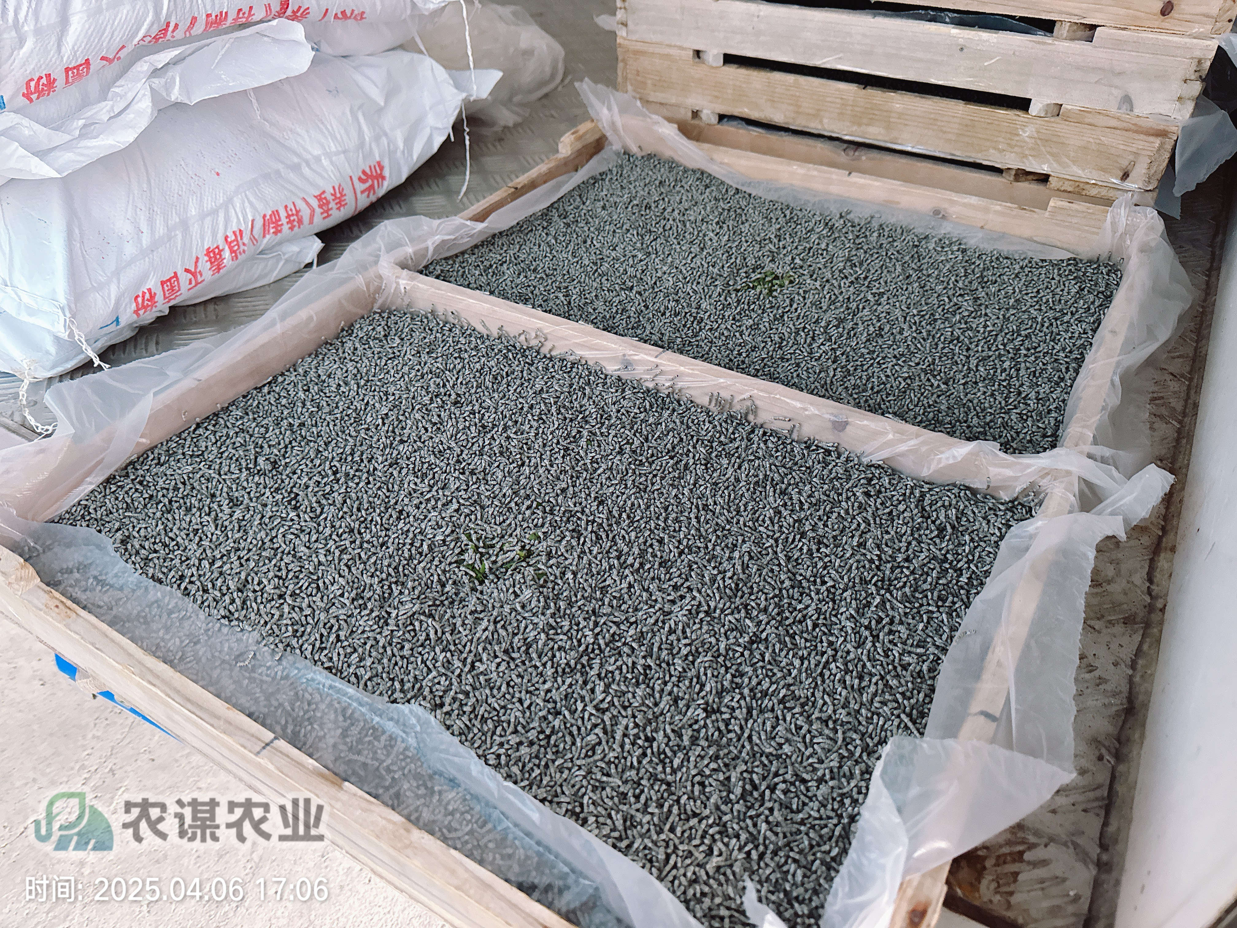 农谋农业开启今年养蚕工作，首批三龄小蚕顺利发出​
