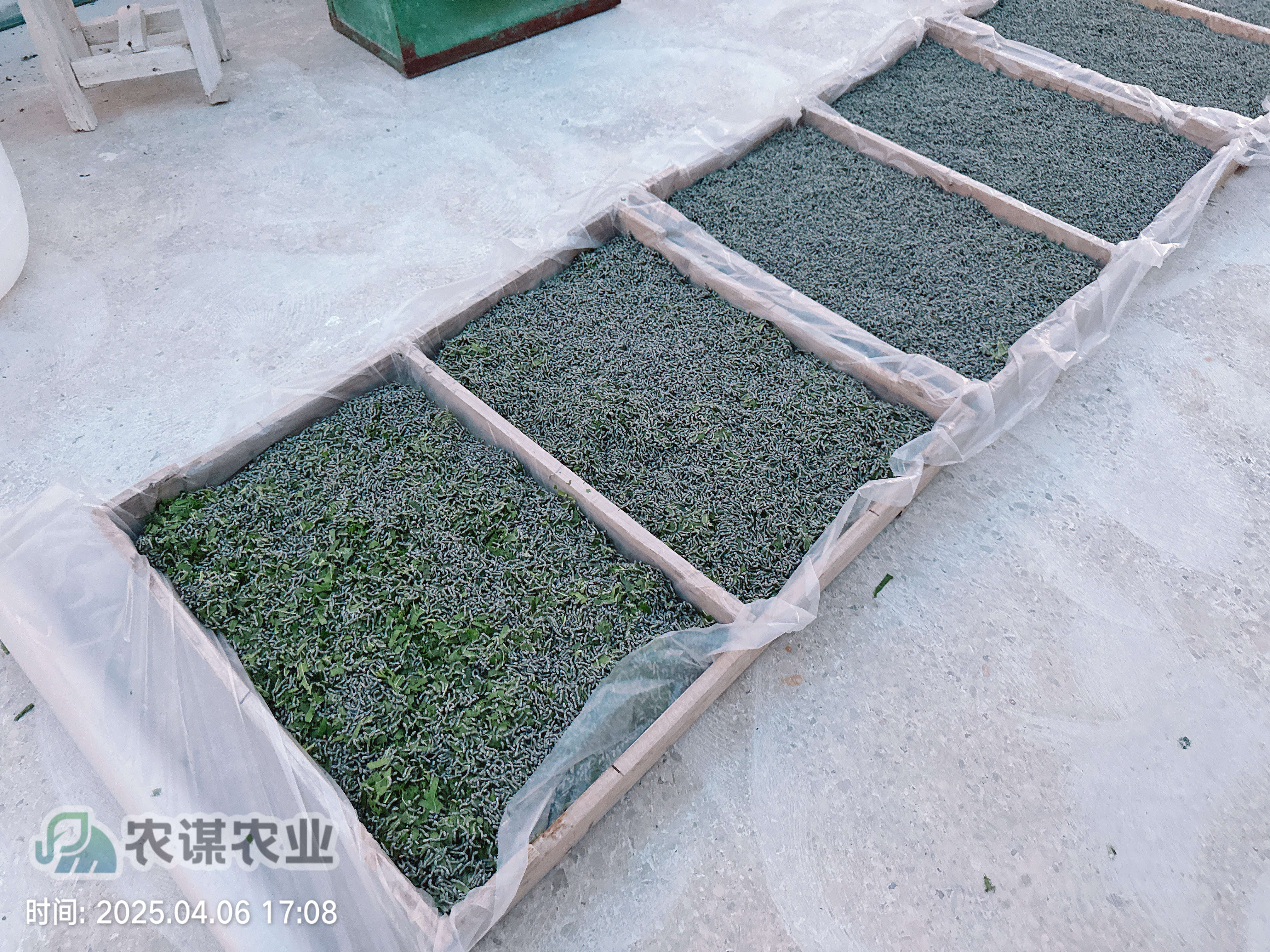 农谋农业开启今年养蚕工作，首批三龄小蚕顺利发出​