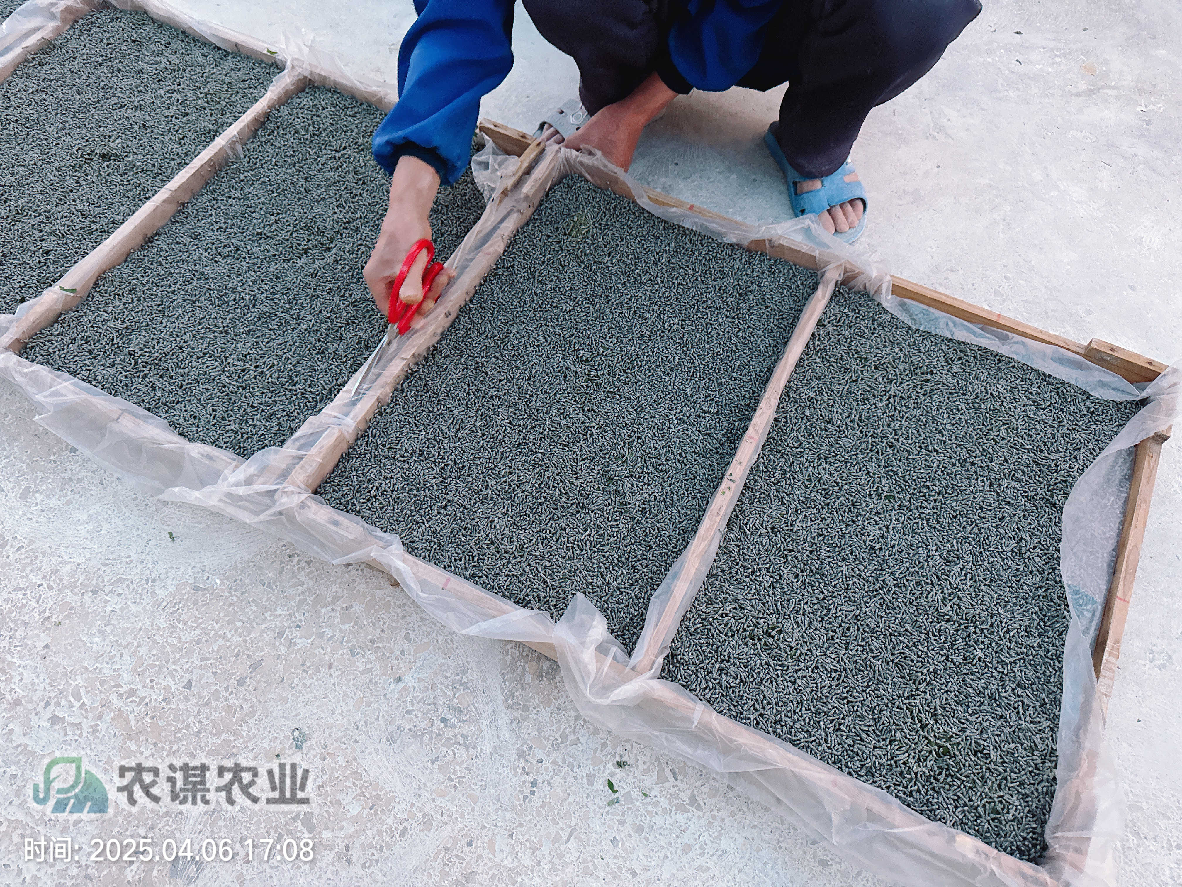 农谋农业开启今年养蚕工作，首批三龄小蚕顺利发出​