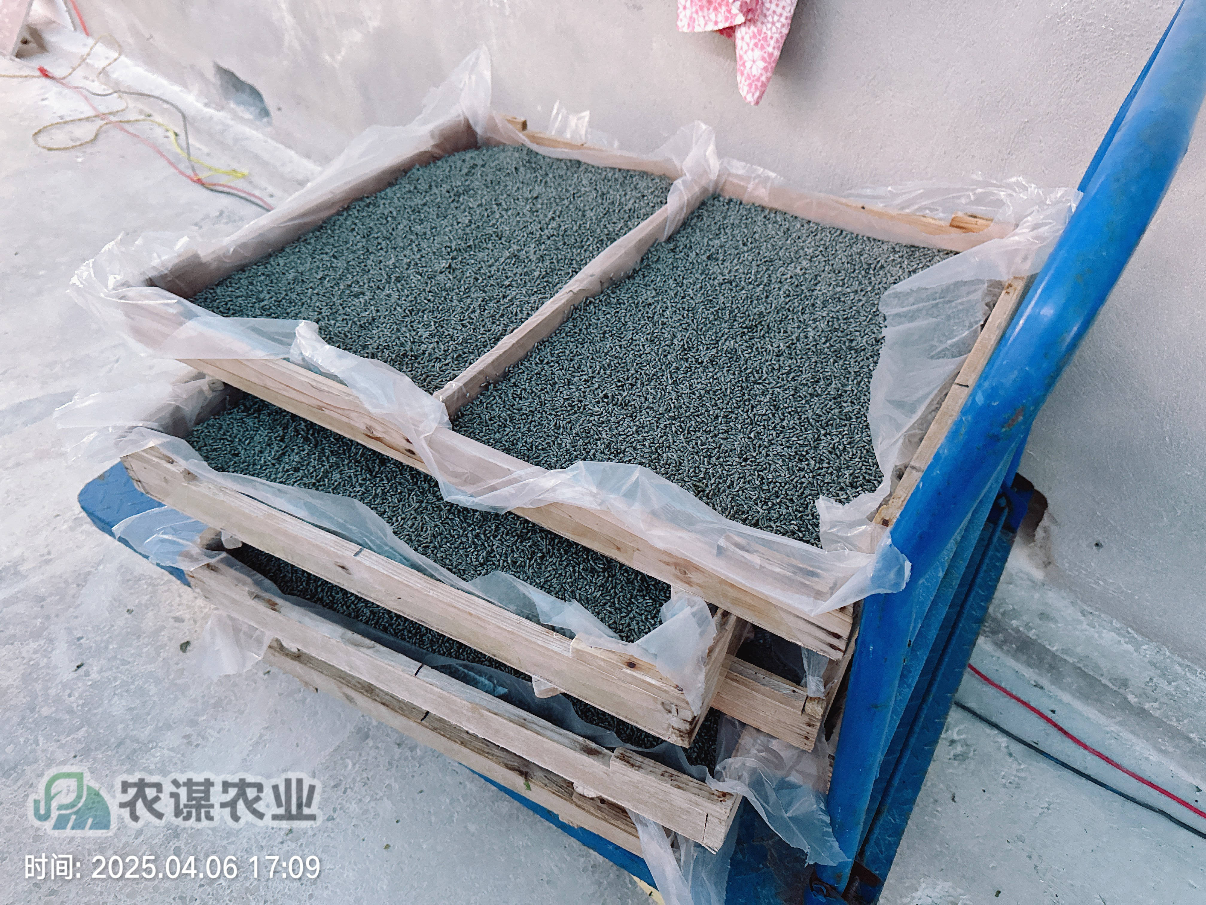 农谋农业开启今年养蚕工作，首批三龄小蚕顺利发出​