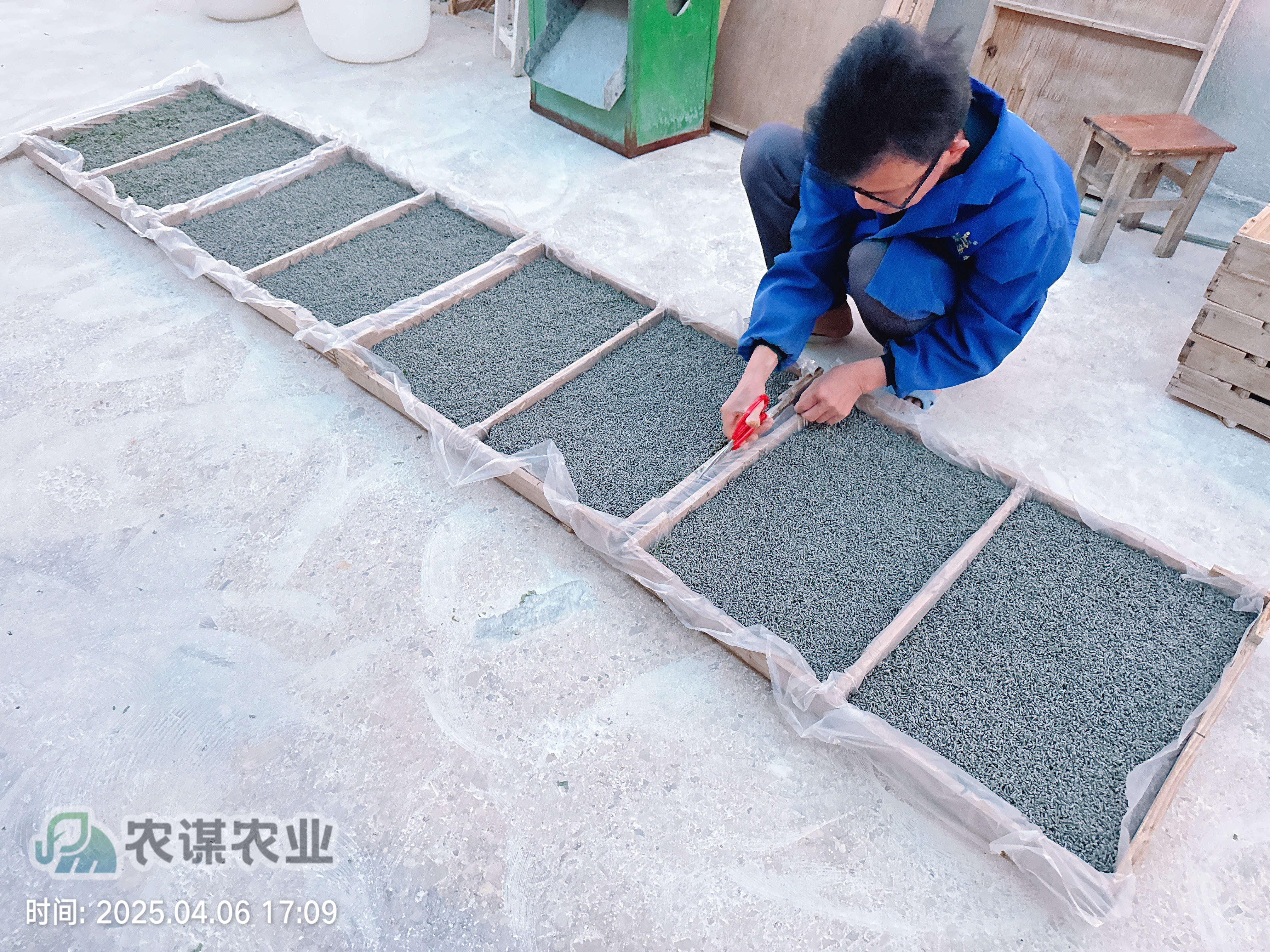 农谋农业开启今年养蚕工作，首批三龄小蚕顺利发出​