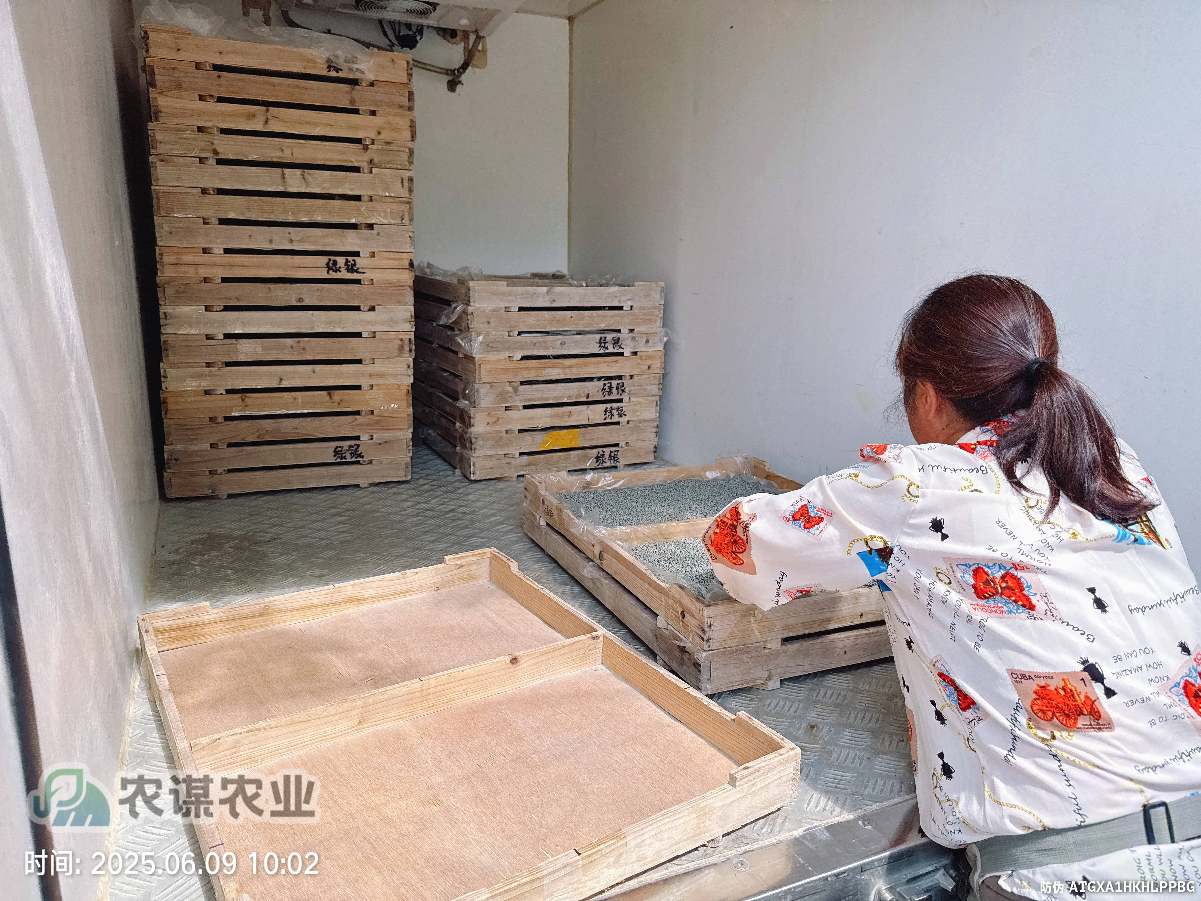 农谋农业2025年上半年第五批三龄蚕顺利出库！