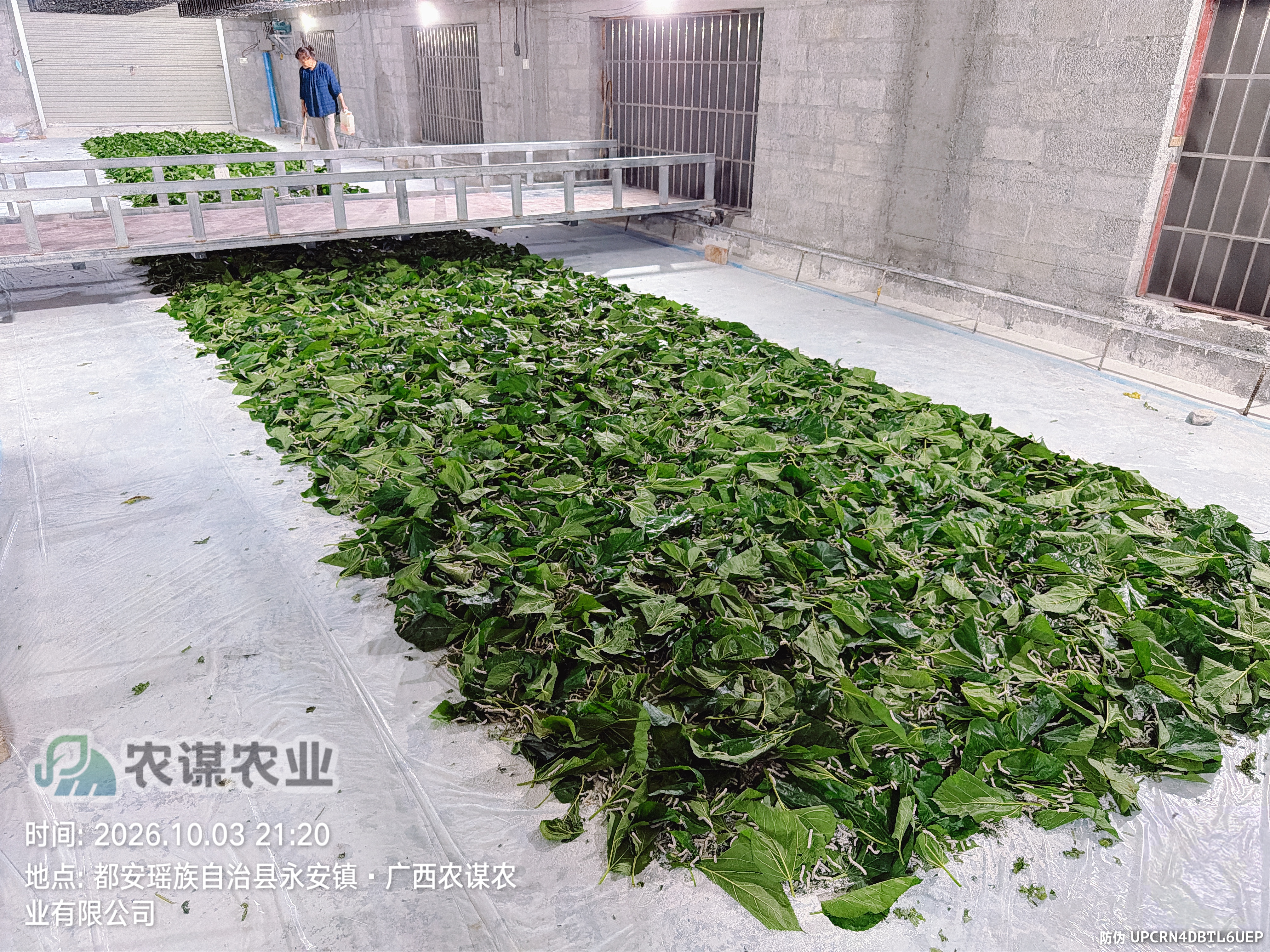 农谋农业2026年秋季桑蚕养殖剪影